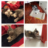4pcs/pack Ball Cat Toy